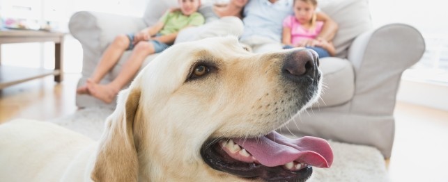 Top Dog Breeds for Families