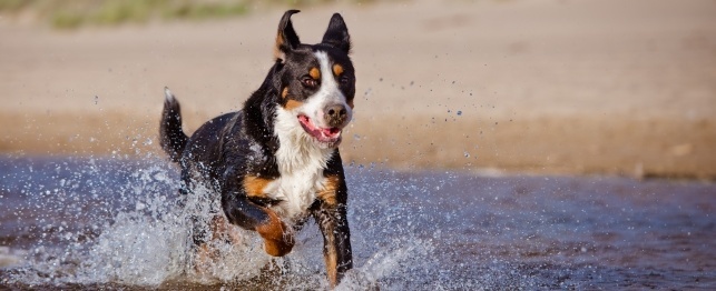 Top Dog Breeds for Life Outdoors
