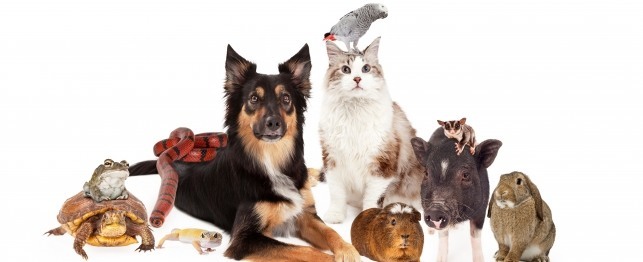 Top Pets to Fit Your Lifestyle