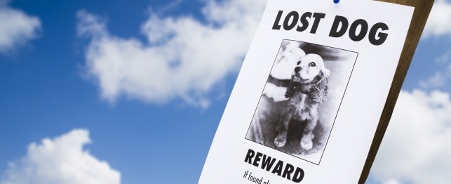 What To Do If Your Dog Is Lost