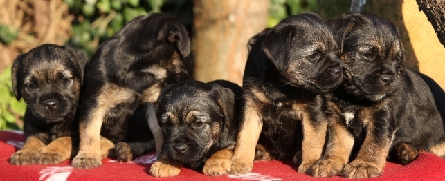 What to Look For in an Ethical Dog Breeder