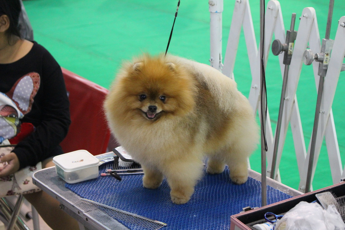 Show Quality Pomeranian Puppy Thailand