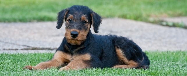 Airedale Puppies