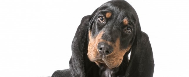 Choosing a Black and Tan Coonhound