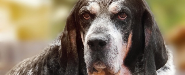 Choosing a Bluetick Coonhound- Bluetick Coonhound Breed Profile
