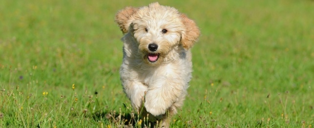 Choosing a Goldendoodle Dog (Golden Retriever and a Poodle Cross)