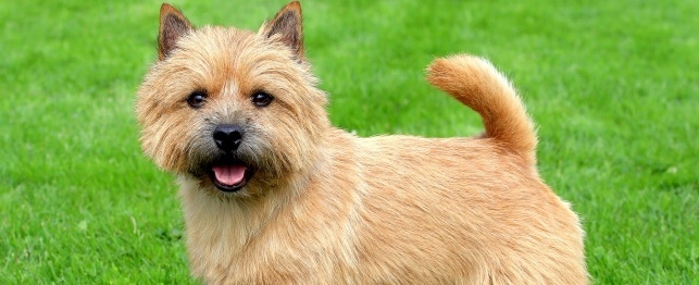 Choosing a Norwich Terrier
