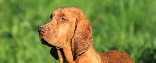 Choosing a Redbone Coonhound
