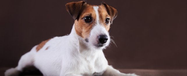 Choosing a Russell Terrier - Russell Terrier Breed Profile