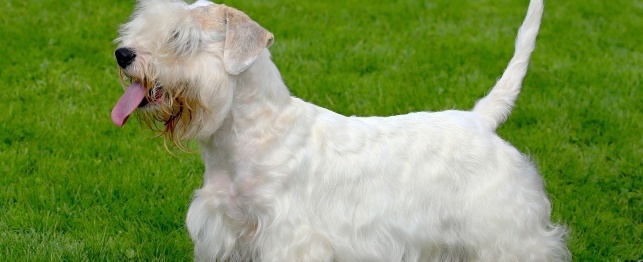 Choosing a Sealyham Terrier
