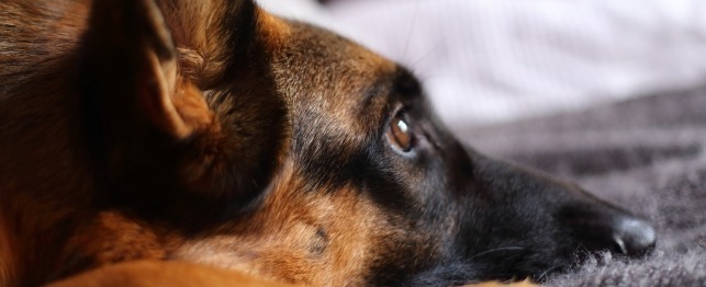 Is a German shepherd Right for You? Survey Results from German shepherd Owners