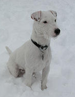 The Parson Russell Terrier