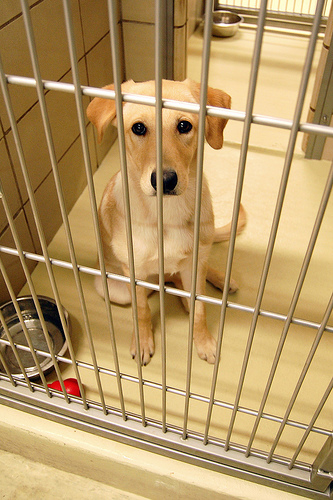 Lab Mix Puppy in Shelter