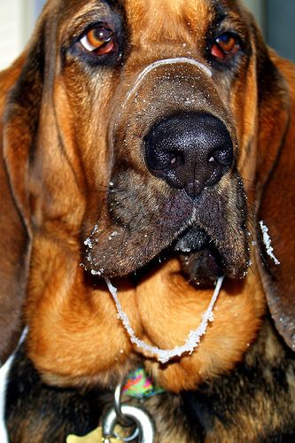 drooling bloodhound