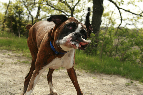 drooling boxer