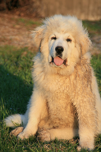 great pyrenees puppy
