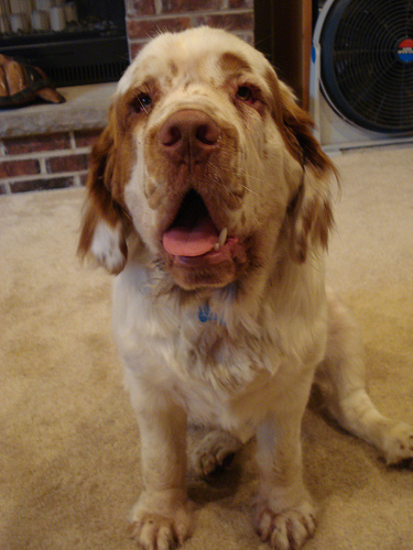 droolling clumber spaniel