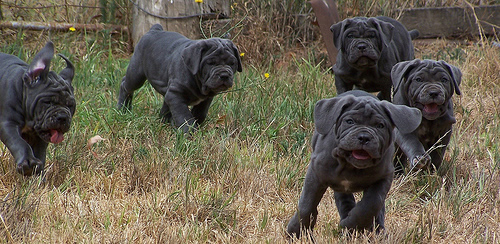 puppies running through a field