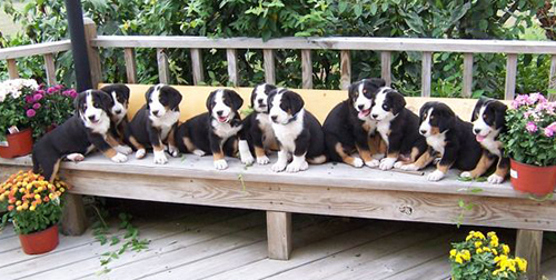 puppies on a bench with flowers