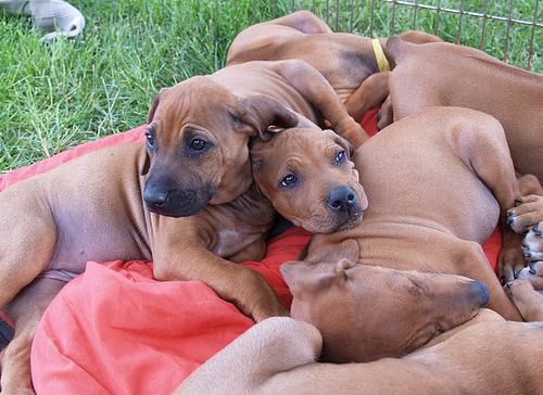 puppies snuggling together
