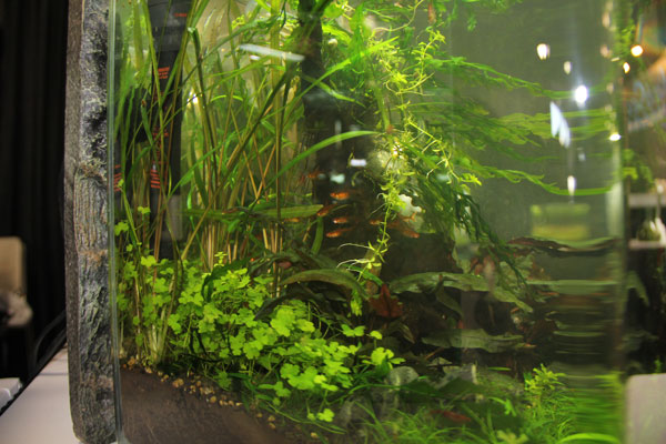 Planted tank