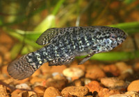 Elassoma zonatum, or the banded pygmy sunfish, is easy to maintain