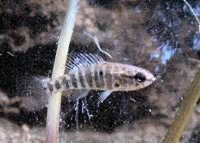 Elassoma evergladei is the common Everglades pygmy fish