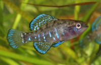 Elassoma okenfenokee (Okefenokee pygmy sunfish) is much more difficult to own