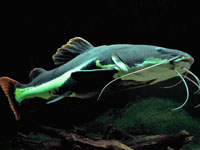 Red-tailed catfish