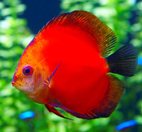 Discus fish are susceptible in freshwater aquariums