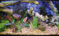 "The Abyss" fish tank uses artificial plants and is best for herbivores