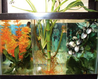 The "Southeast Asia Biotope" fish tank is divided into thirds