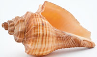 aquarium seashell