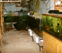 Paul Speice's larger fish tanks