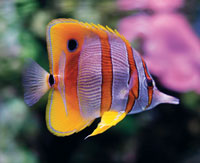 copper-banded butterflyfish - Chelmon rostratus
