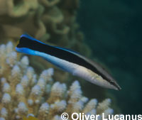 cleaner wrasse fish - Labroides dimidiatus