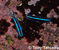 neon goby fish - Elacatinus oceanops