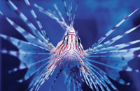 Lionfish are suggested to have travelled on large freighters