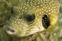 Pufferfish require a crunchy diet to combat the continuous growth of their teeth
