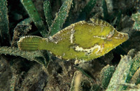 Acreichthys tomentosus, known as the bristletail filefish, is adept and getting rid of Aiptasia