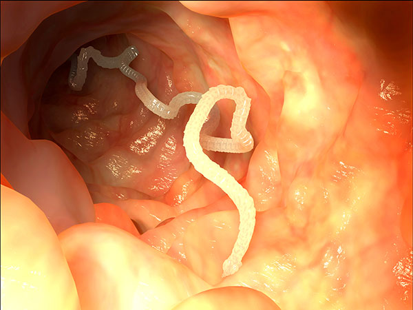 Tapeworm Inside Dog Intestine