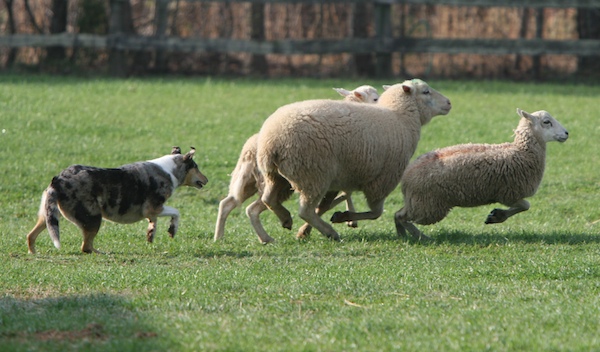 Smooth Collie with sheep