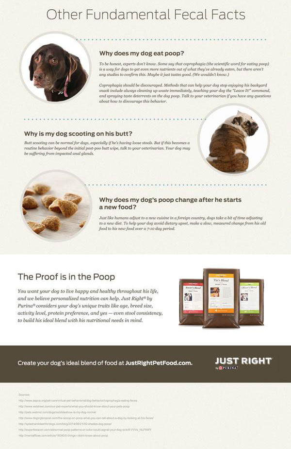 What Your Dogs Poop Says About His Health