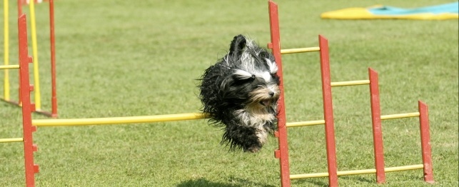 Agility: an Exciting Dog Sport