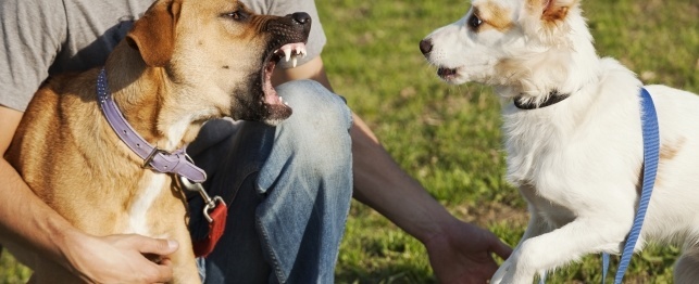 Dog Parks and Bites: What You Need to Know