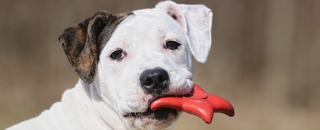 Safe Chew Toys for Your Dog