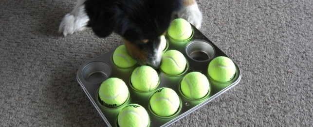 The Fabulous Muffin Tin Game for Dogs