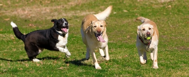 Tips for Keeping Your Dog Safe at the Dog Park