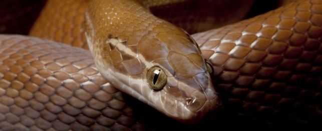 Choosing a Brown House Snake
