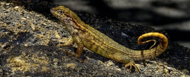 Choosing a Curly-tailed Lizard